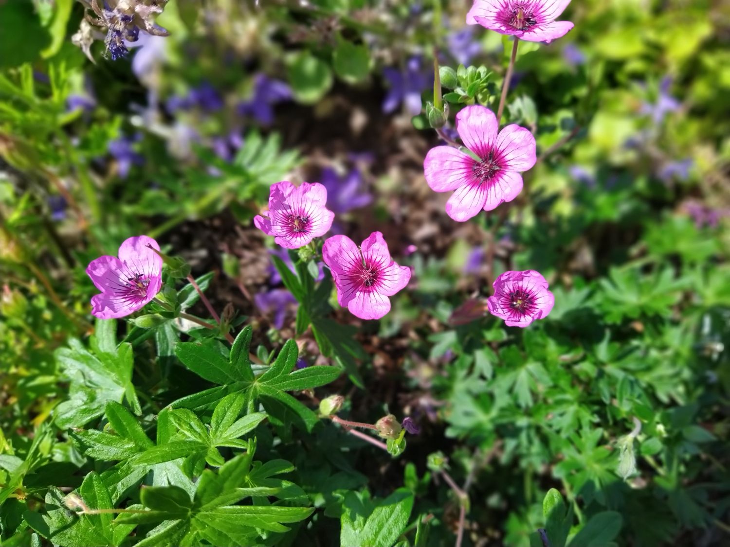 Aschgrauer Storchschnabel 'Jolly Jewel Night' - Geranium cinereum 'Jolly Jewel Night'