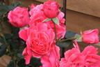 Strauchrose 'Rosarium Uetersen' ® - Rosa 'Rosarium Uetersen' ®
