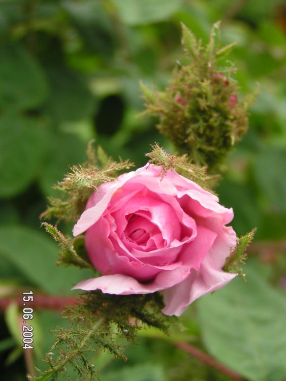 Moos-Rose / Wildrose 'Muscosa' - Rosa centifolia 'Muscosa'