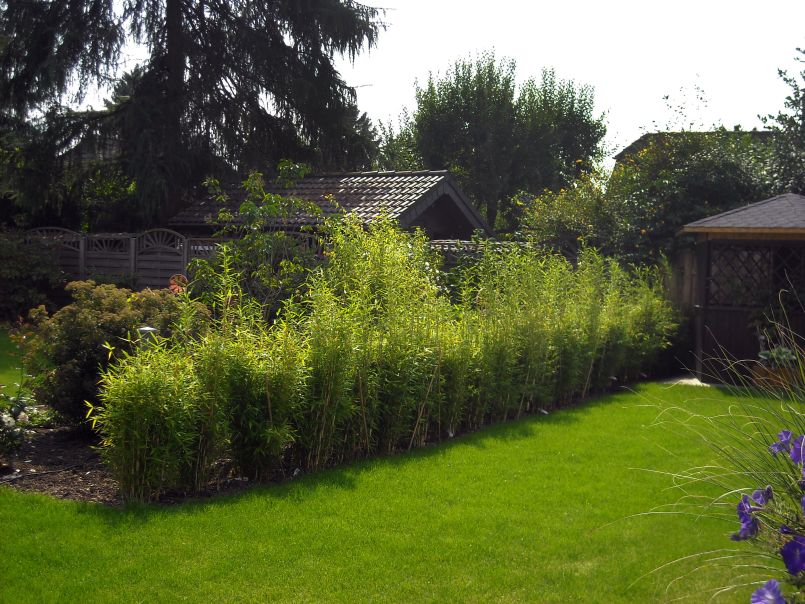 Bambus 'Jumbo' - Fargesia murieliae 'Jumbo'