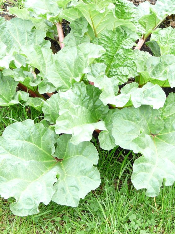 Rhabarber 'Holsteiner Blut' - Rheum rhabarbarum 'Holsteiner Blut'