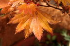 Japanischer Goldahorn 'Aureum' - Acer shirasawanum 'Aureum'