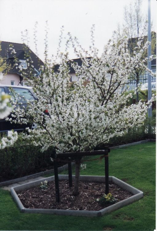 Sauerkirsche 'Morellenfeuer' / 'Kelleriis 16' - Prunus 'Morellenfeuer' / 'Kelleriis 16'