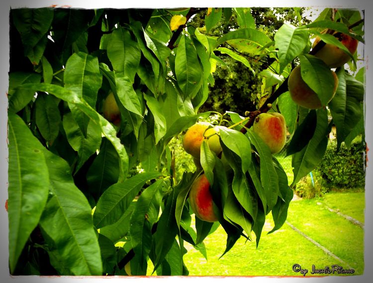 Pfirsich 'Revita' - Prunus persica 'Revita'