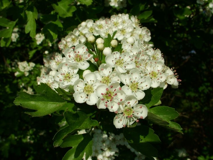 Eingriffeliger Weißdorn - Crataegus monogyna