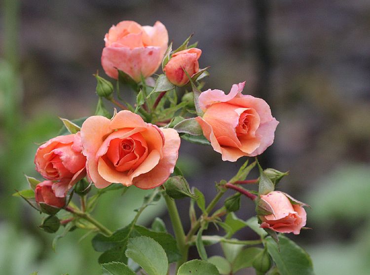 Beetrose 'Aprikola' ® - Rosa 'Aprikola' ®