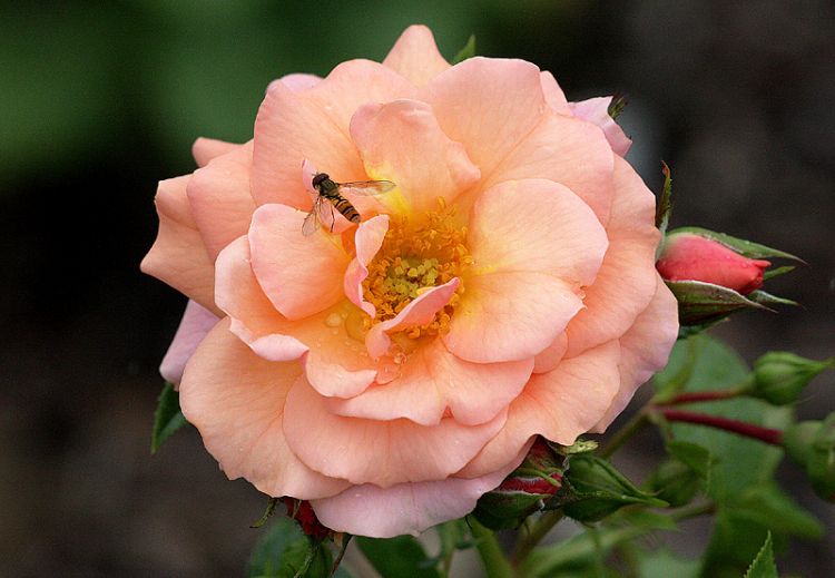 Beetrose 'Aprikola' ® - Rosa 'Aprikola' ®