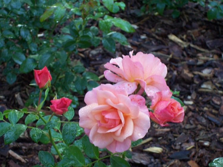 Beetrose 'Aprikola' ® - Rosa 'Aprikola' ®