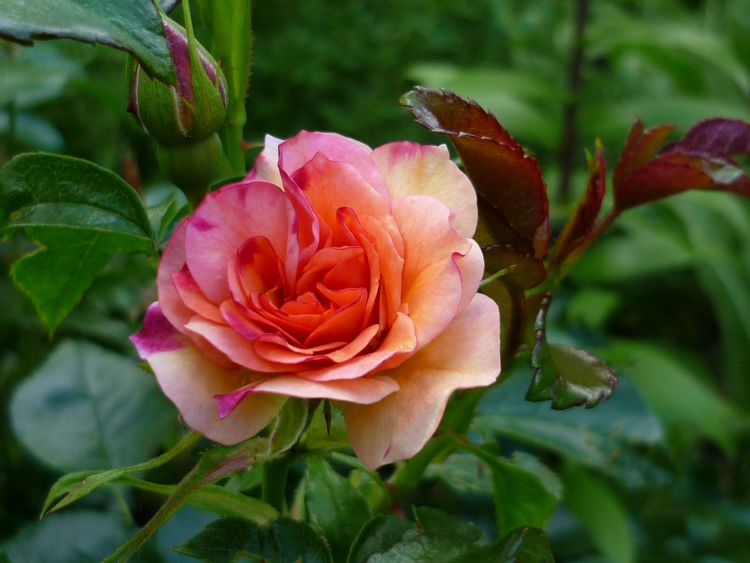 Beetrose 'Aprikola' ® - Rosa 'Aprikola' ®