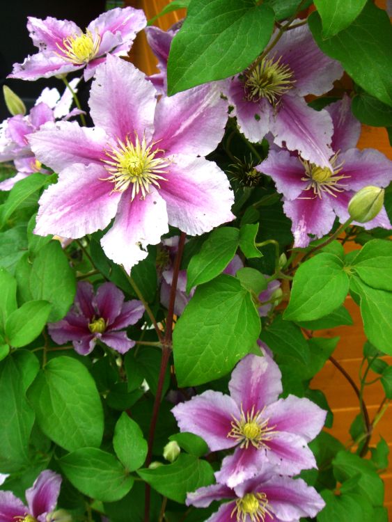 Clematis 'Piilu' - Clematis 'Piilu'