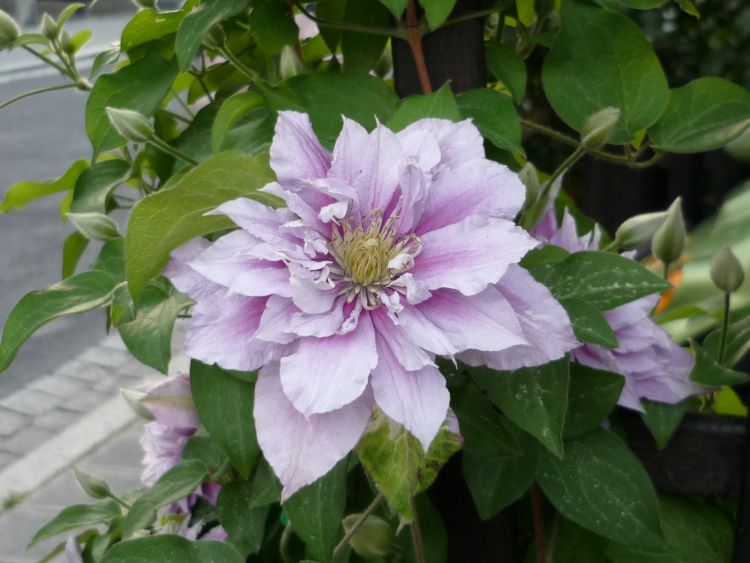 Clematis 'Piilu' - Clematis 'Piilu'