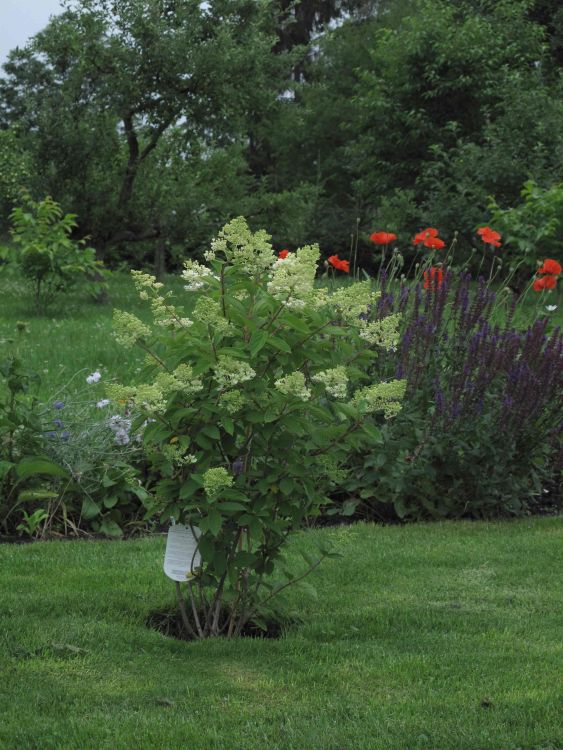 Rispenhortensie 'Grandiflora' - Hydrangea paniculata 'Grandiflora'