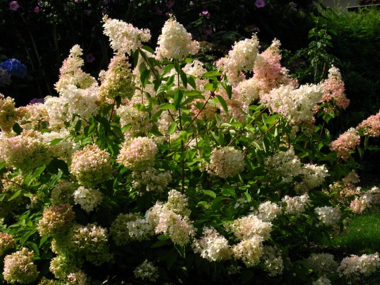 Rispenhortensie 'Grandiflora' - Hydrangea paniculata 'Grandiflora'