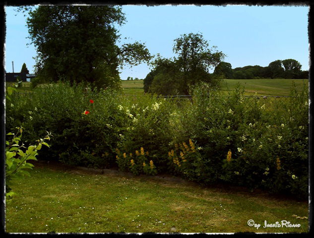 Schwarzgrüner Liguster 'Atrovirens' - Ligustrum vulgare 'Atrovirens'