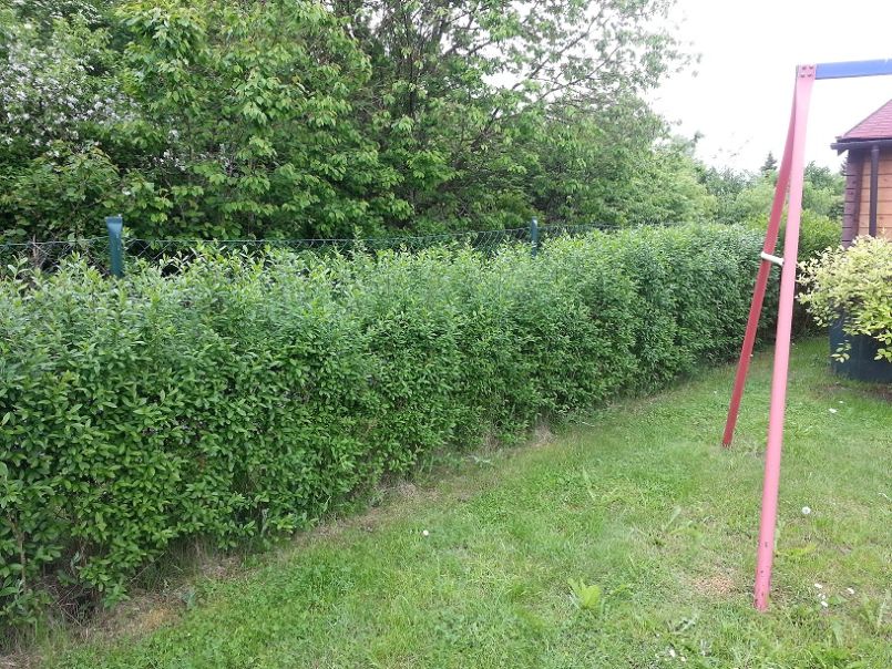 Schwarzgrüner Liguster 'Atrovirens' - Ligustrum vulgare 'Atrovirens'