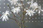 Sternmagnolie - Magnolia stellata