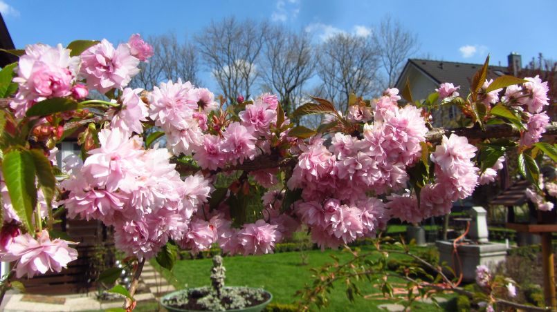 Japanische Hänge-Nelkenkirsche 'Kiku-shidare-Zakura' - Prunus serrulata 'Kiku-shidare-Zakura'