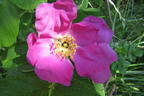 Apfelrose / Kartoffelrose / Hagebutte - Rosa rugosa