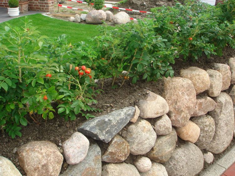 Weiße Apfelrose 'Alba' /- Kartoffelrose /- Hagebutte - Rosa rugosa 'Alba'