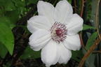 Clematis 'Mrs. George Jackman' - Clematis 'Mrs. George Jackman'