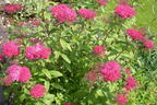 Rote Sommerspiere 'Anthony Waterer' - Spiraea bumalda 'Anthony Waterer'