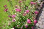 Rote Sommerspiere 'Anthony Waterer' - Spiraea bumalda 'Anthony Waterer'