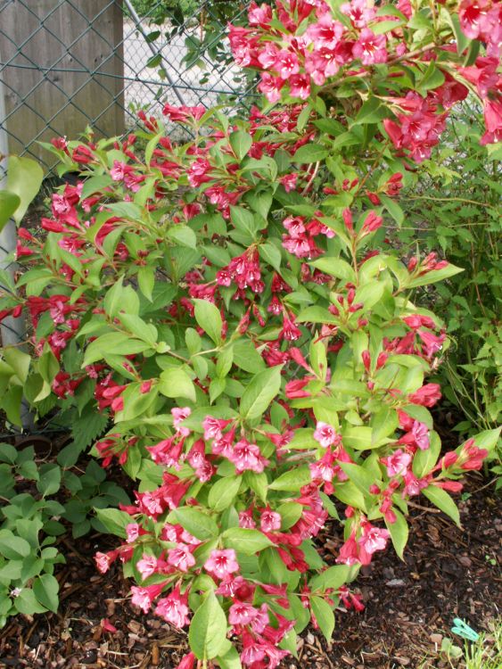 Weigelie 'Eva Rathke' Weigela 'Eva Rathke' Baumschule Horstmann