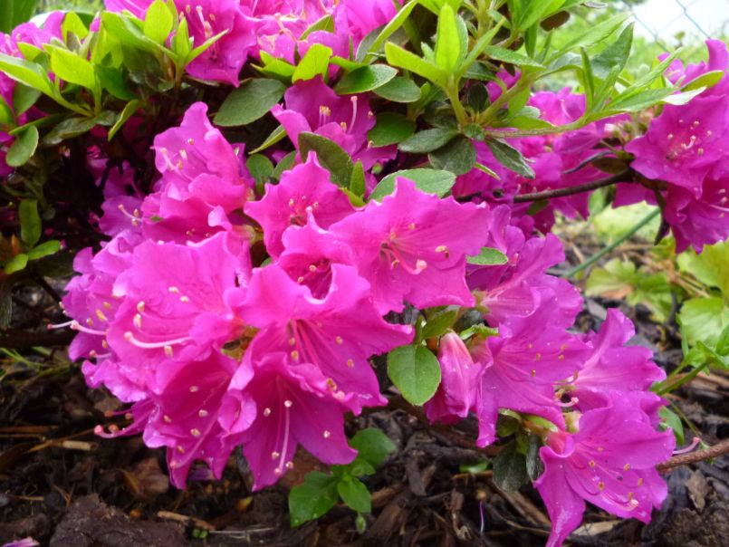 Japanische Azalee 'Purpurkissen' - Rhododendron obtusum 'Purpurkissen'