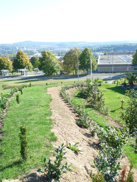 Kirschlorbeer / Lorbeerkirsche 'Rotundifolia' - Prunus laurocerasus 'Rotundifolia'