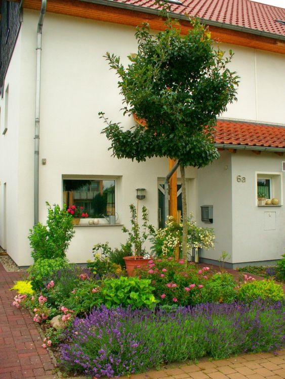 Echter Lavendel - Lavandula angustifolia