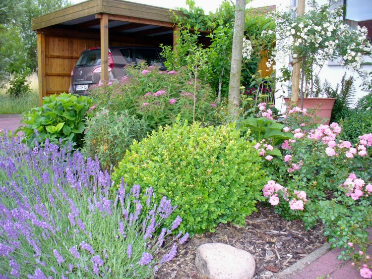 Echter Lavendel - Lavandula angustifolia