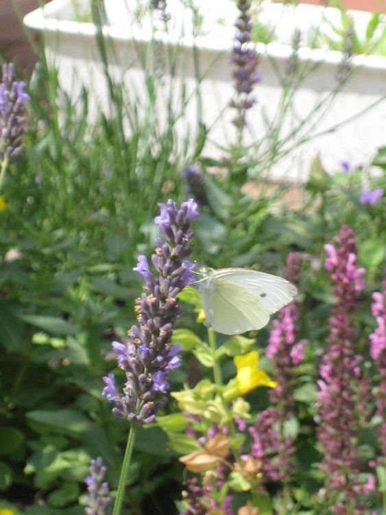 Echter Lavendel - Lavandula angustifolia