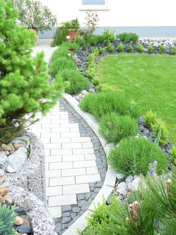 Echter Lavendel - Lavandula angustifolia