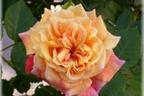 Kletterrose 'Aloha' ® - Rosa 'Aloha' ®
