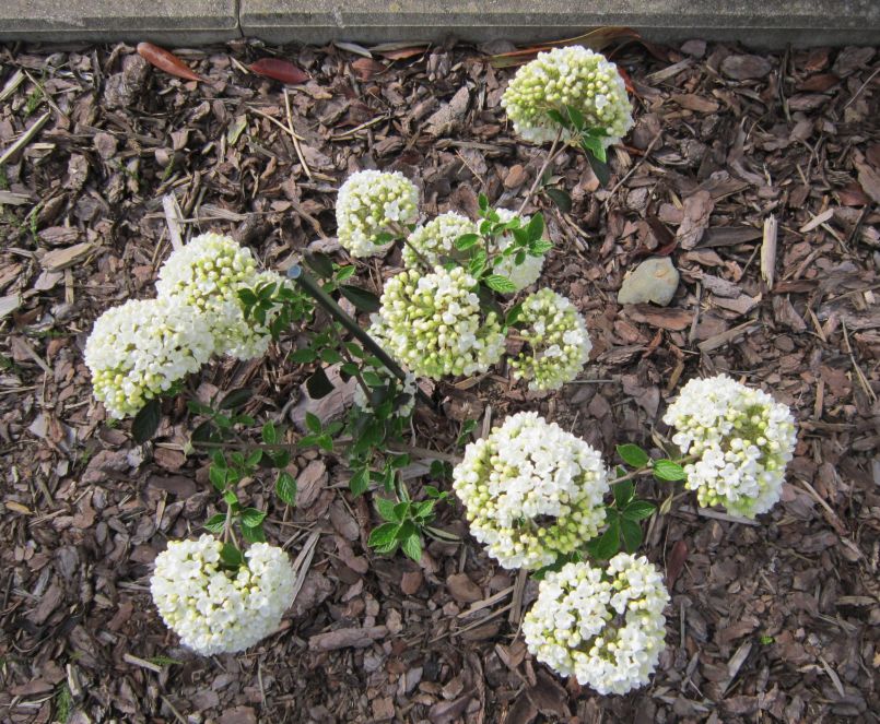 Schneeball 'Eskimo' - Viburnum 'Eskimo'