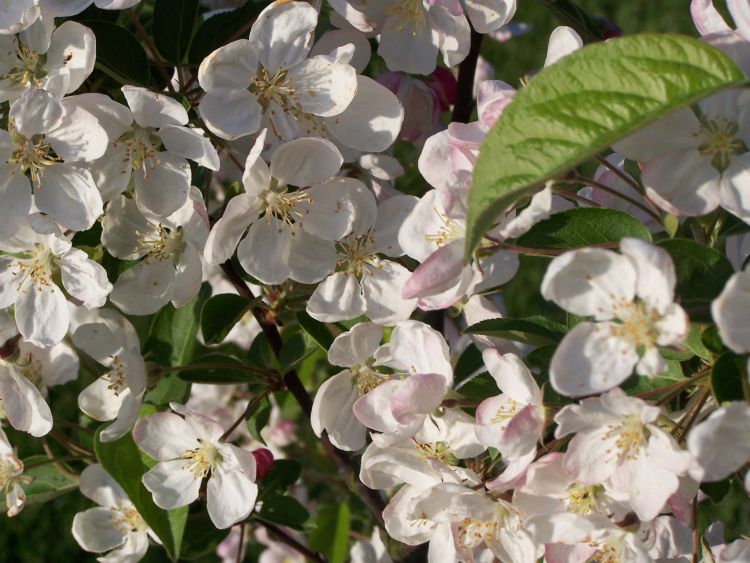 Zierapfel 'Red Sentinel' - Malus 'Red Sentinel'