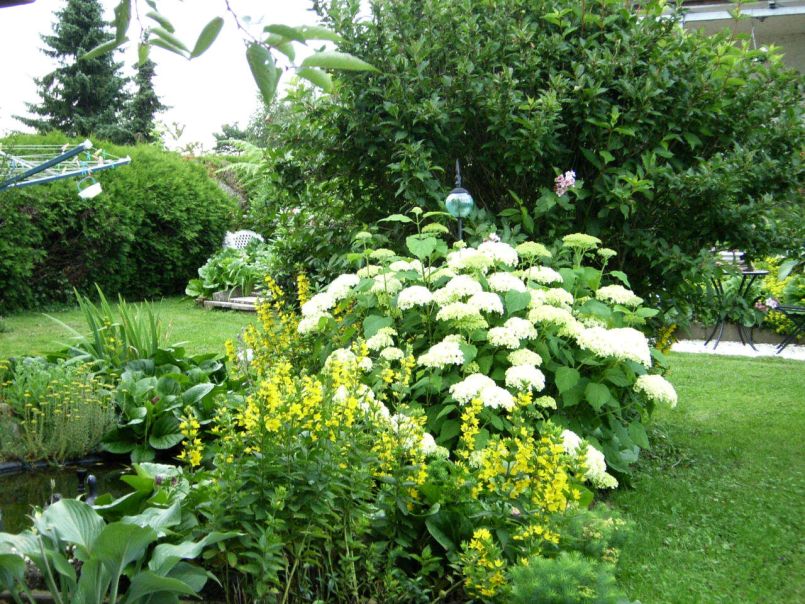 Ballhortensie 'Annabelle' - Hydrangea arborescens 'Annabelle'