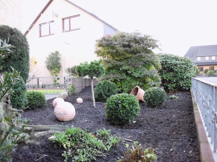 Buchsbaum (Kugel) - Buxus sempervirens (Kugel)