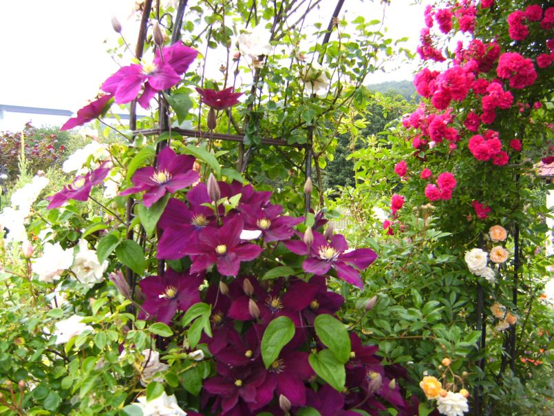 Waldrebe 'Rosemoor' - Clematis 'Rosemoor'