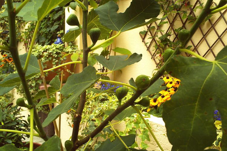 Feige - Ficus carica - Baumschule Horstmann