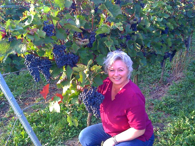 Weintraube 'Dornfelder' ® - Vitis vinifera 'Dornfelder' ®