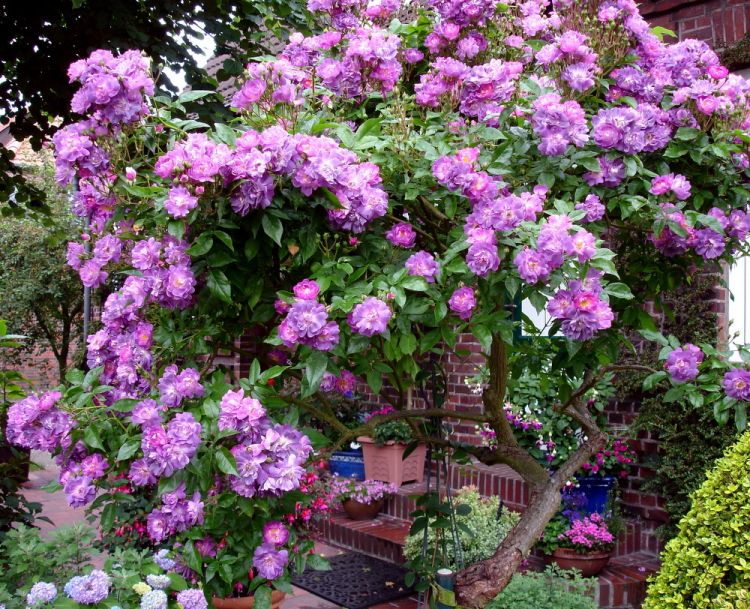 Ramblerrose 'Veilchenblau' - Rosa 'Veilchenblau'