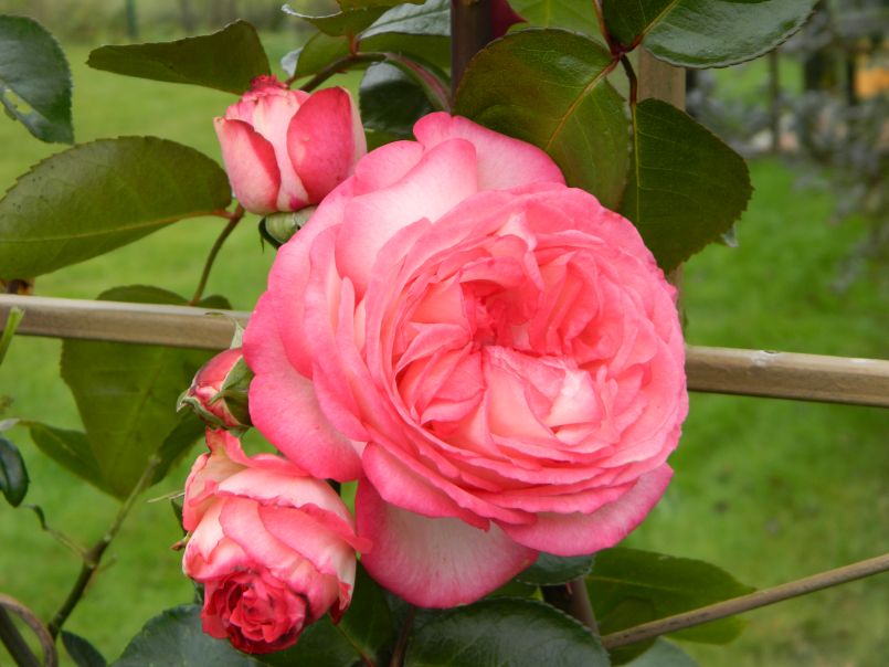 Kletterrose 'Antike 89' ® - Rosa 'Antike 89' ®