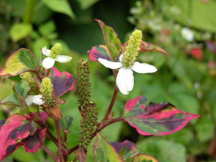 Bunter Eidechsenschwanz 'Chameleon' - Houttuynia cordata 'Chameleon'