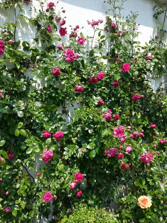 Kletterrose 'Laguna' ® - Rosa 'Laguna' ® ADR-Rose