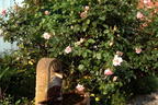 Kletterrose 'Compassion' ® - Rosa 'Compassion' ®