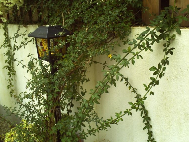 Winterjasmin - Jasminum nudiflorum