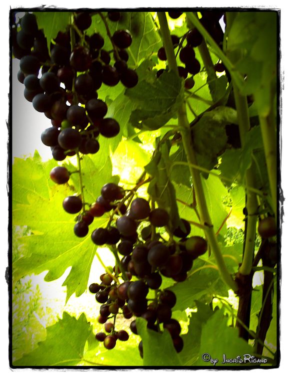 Weintraube 'Regent' - Vitis 'Regent'