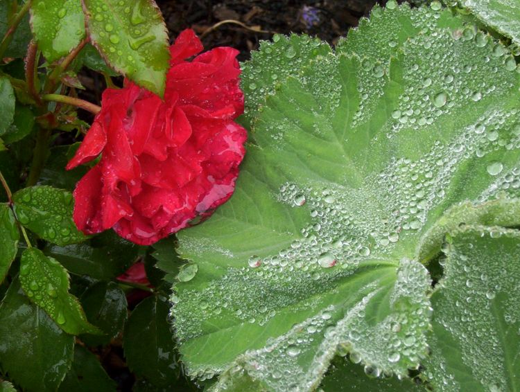 Großblättriger Frauenmantel - Alchemilla mollis