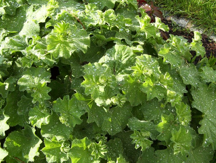 Großblättriger Frauenmantel - Alchemilla mollis